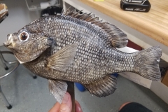 13512016_527243700801358_1783169840909604539_n