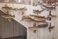 fishwall